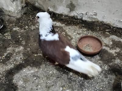 kaboor for sale