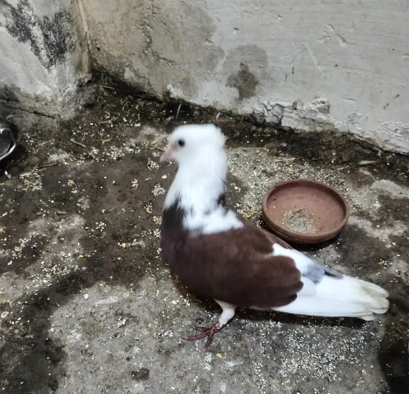 kaboor for sale — photo 3
