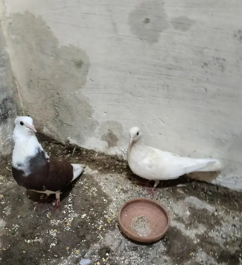 kaboor for sale — photo 4