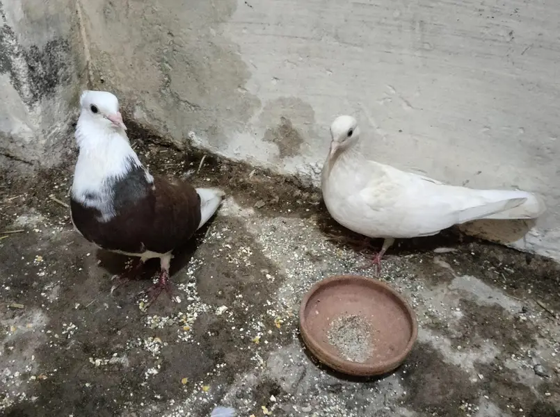 kaboor for sale — photo 6