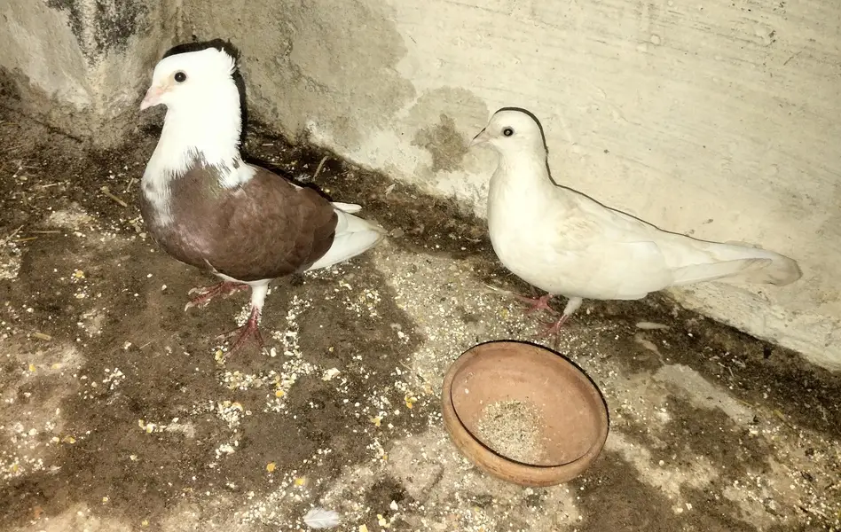 kaboor for sale — photo 7