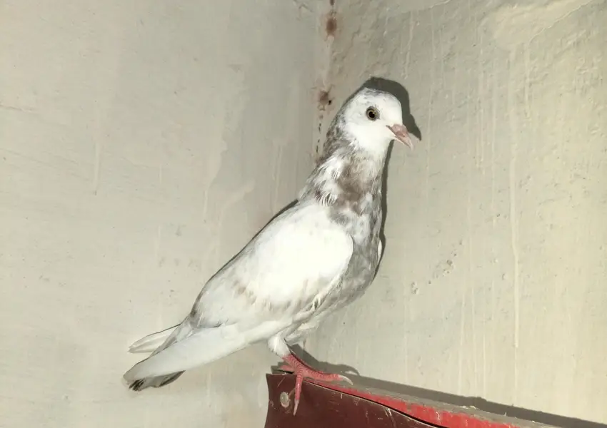 kaboor for sale — photo 10