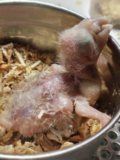 blue n gold macaw chick