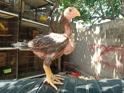 Top quality aseel chicks from old bloodlines available