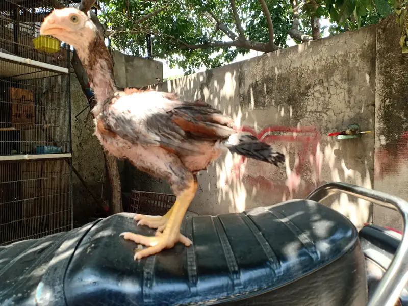 Top quality aseel chicks from old bloodlines available — photo 2