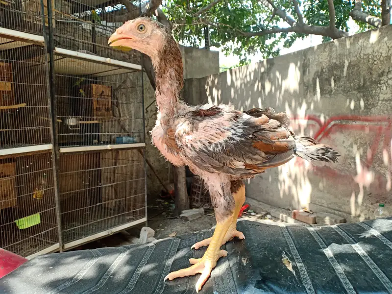 Top quality aseel chicks from old bloodlines available — photo 3