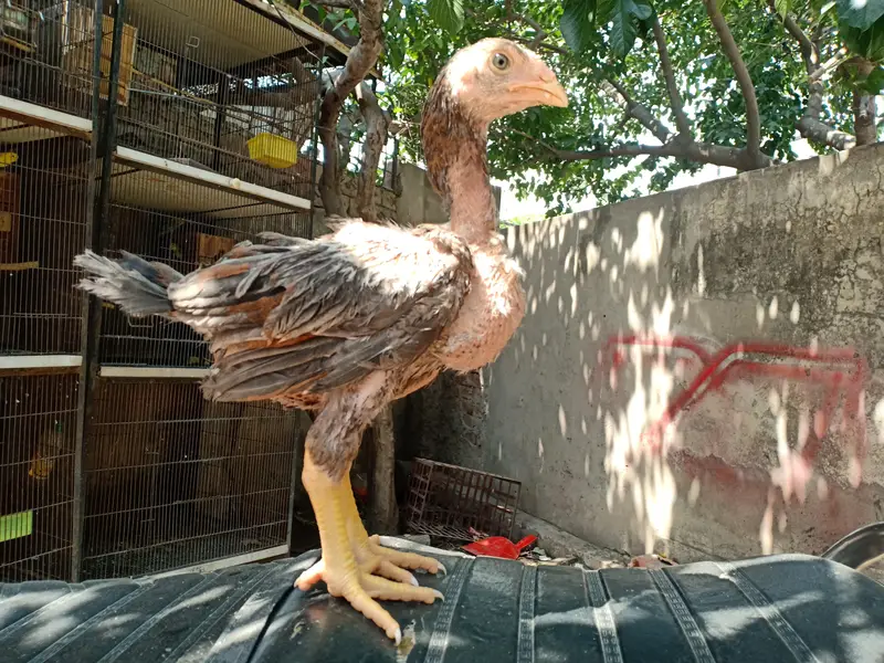 Top quality aseel chicks from old bloodlines available — photo 4