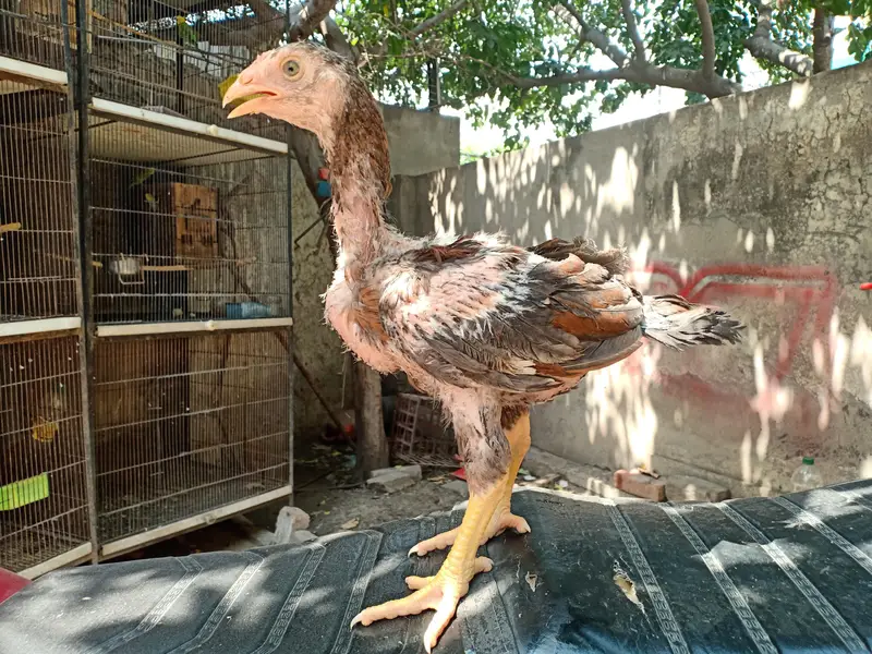 Top quality aseel chicks from old bloodlines available — photo 5