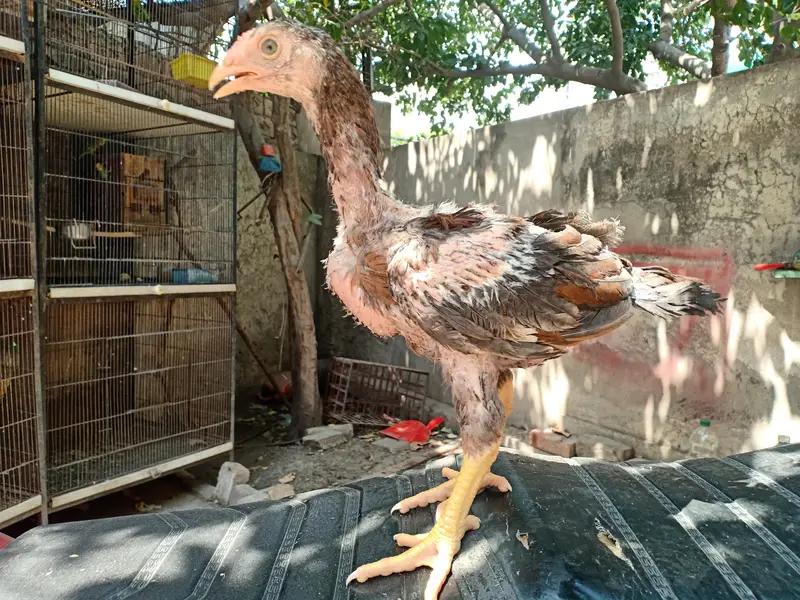 Top quality aseel chicks from old bloodlines available — photo 6