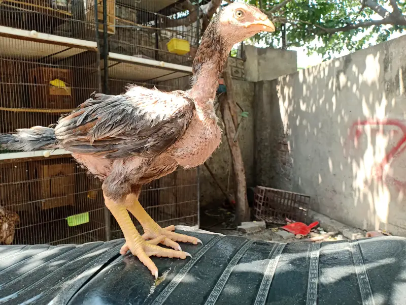 Top quality aseel chicks from old bloodlines available — photo 7