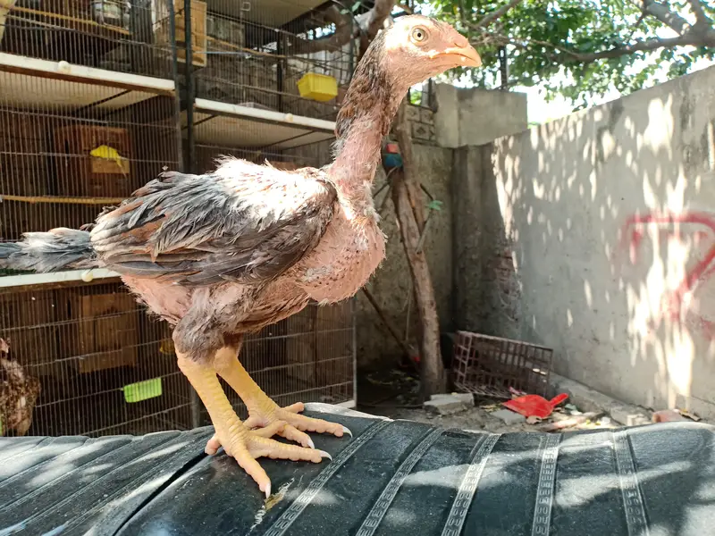 Top quality aseel chicks from old bloodlines available — photo 8