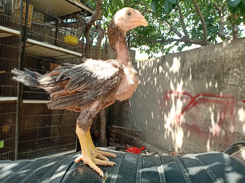 Top quality aseel chicks from old bloodlines available — photo 9