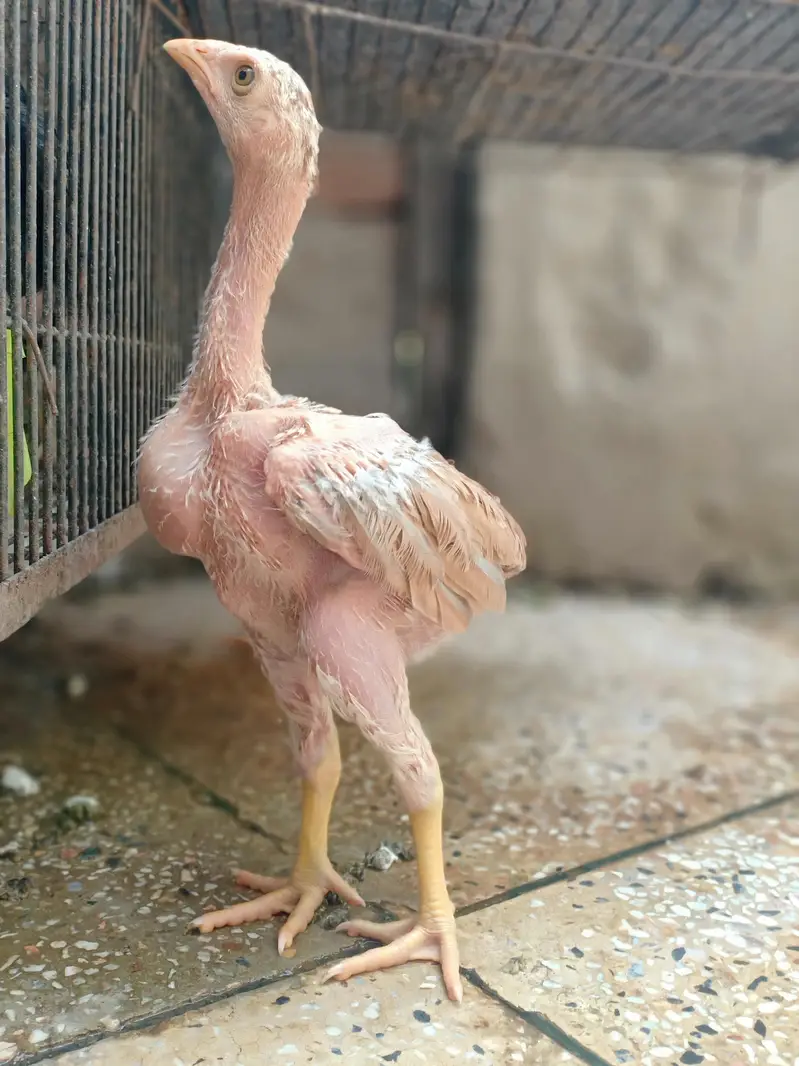 Top quality aseel chicks from old bloodlines available — photo 10