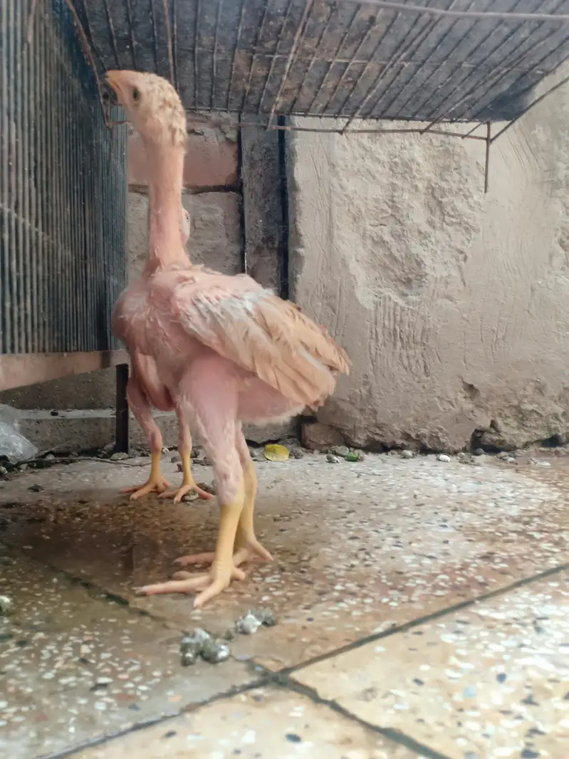 Top quality aseel chicks from old bloodlines available — photo 11