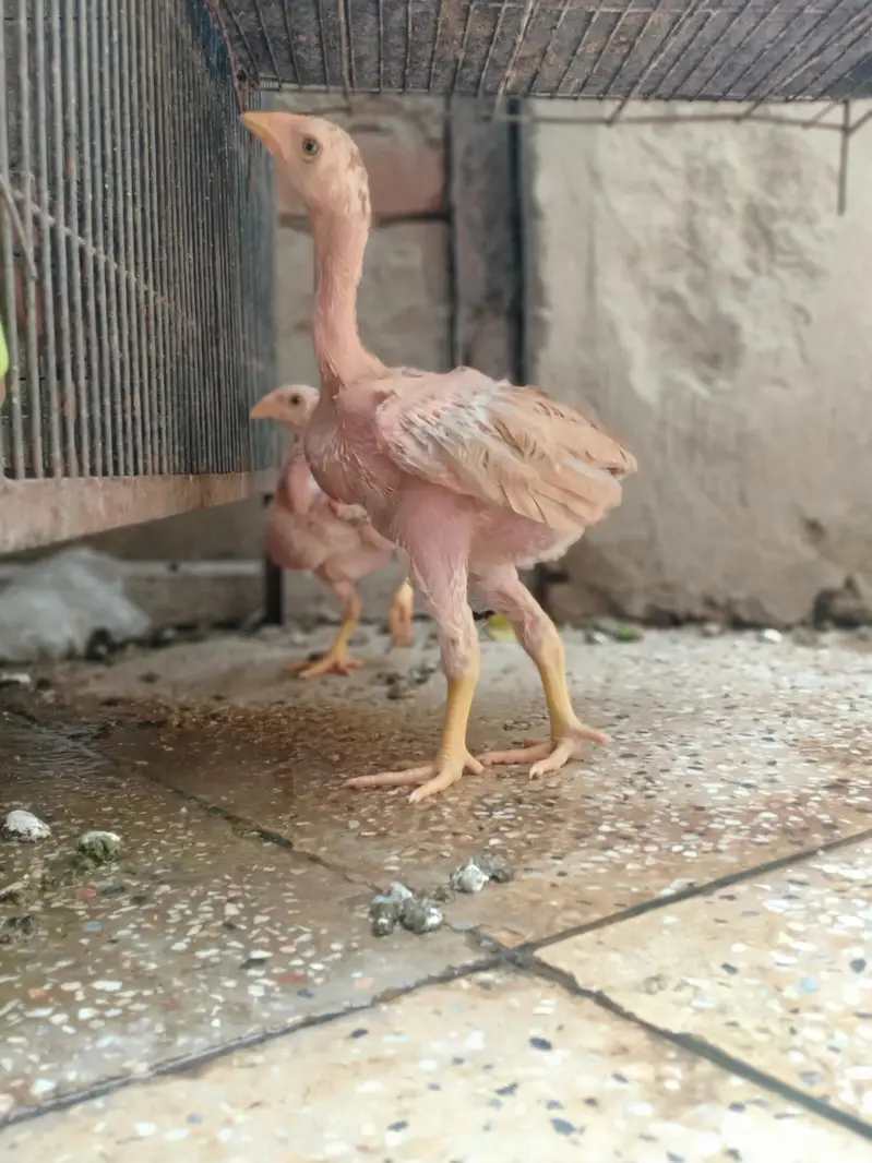 Top quality aseel chicks from old bloodlines available — photo 12
