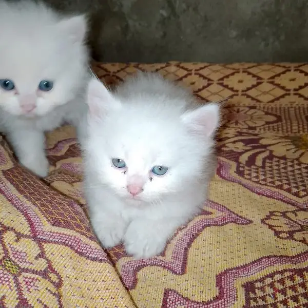 Persian cat for sale male female vaccine clear0349=35=69=616= — photo 2