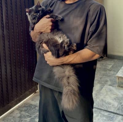 Black female Persian cat