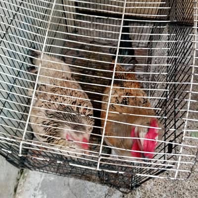 dasi pair