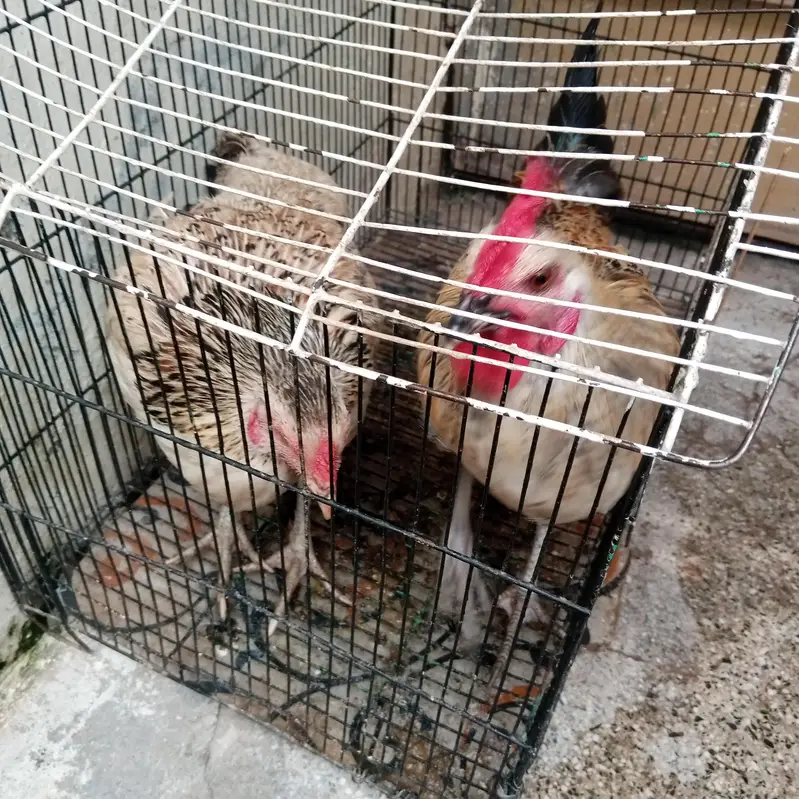 dasi pair — photo 2