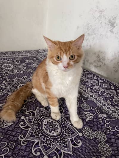cat for sale