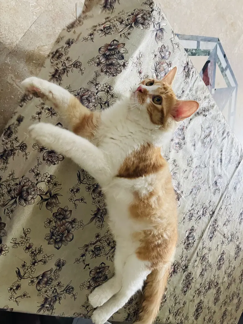 cat for sale — photo 2