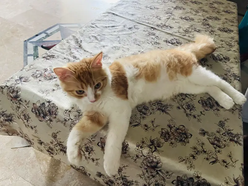 cat for sale — photo 3