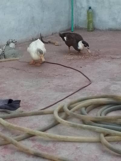 Duck, batakh