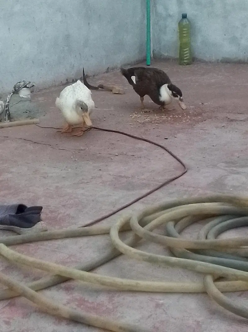 Duck, batakh