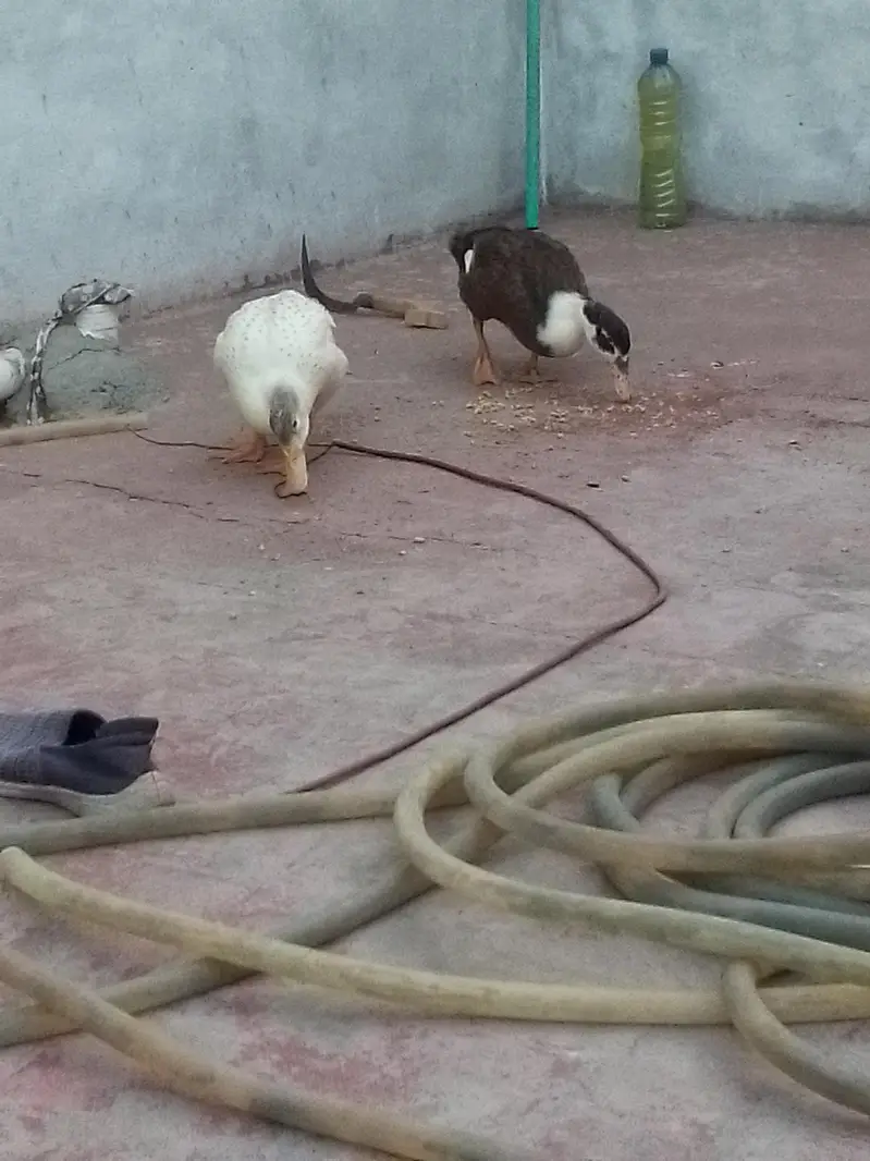 Duck, batakh — photo 2