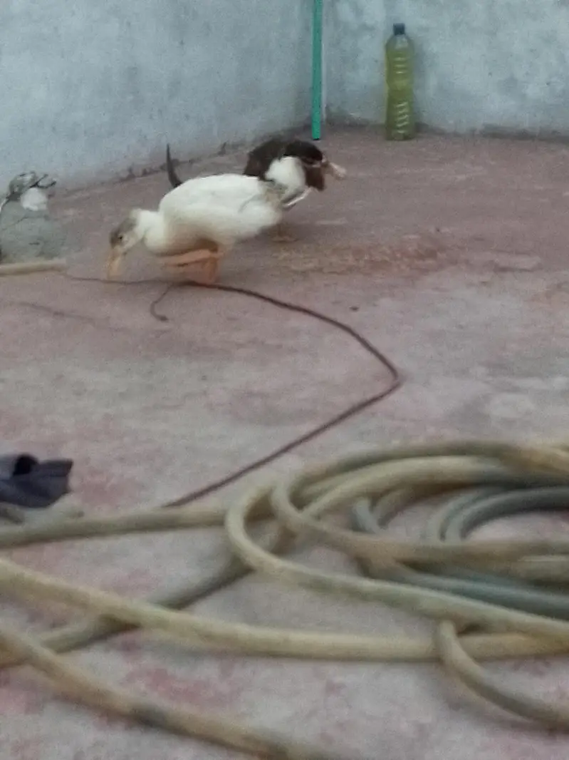 Duck, batakh — photo 3