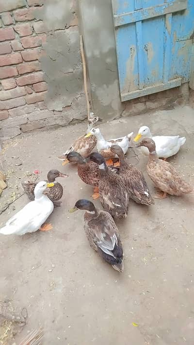 ducks for sale