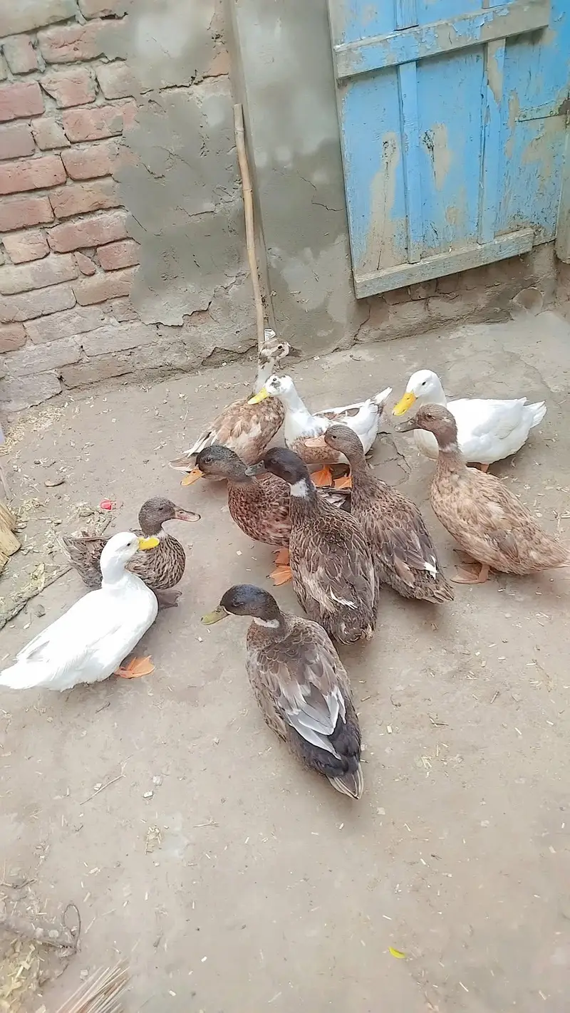 ducks for sale
