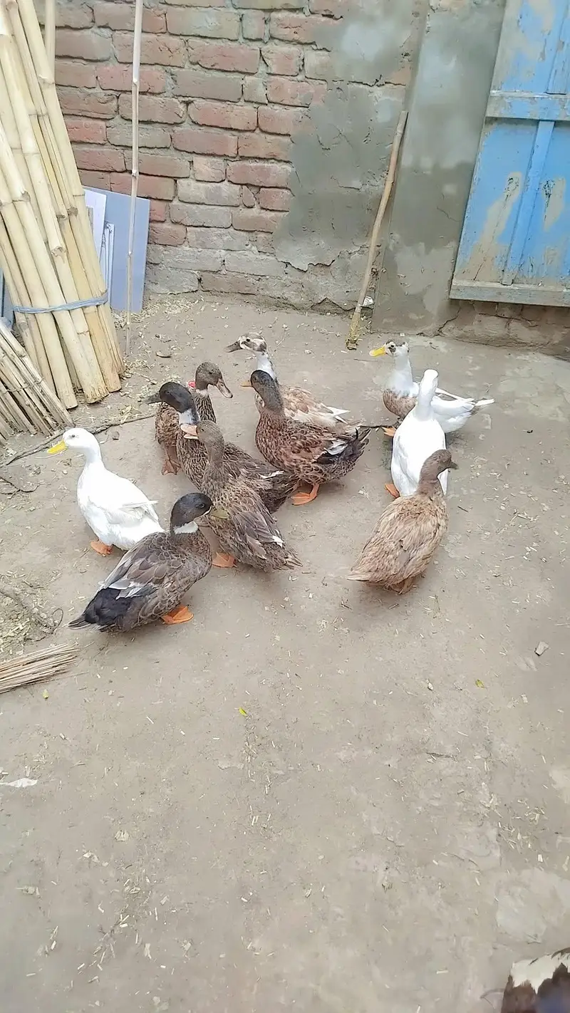 ducks for sale — photo 2
