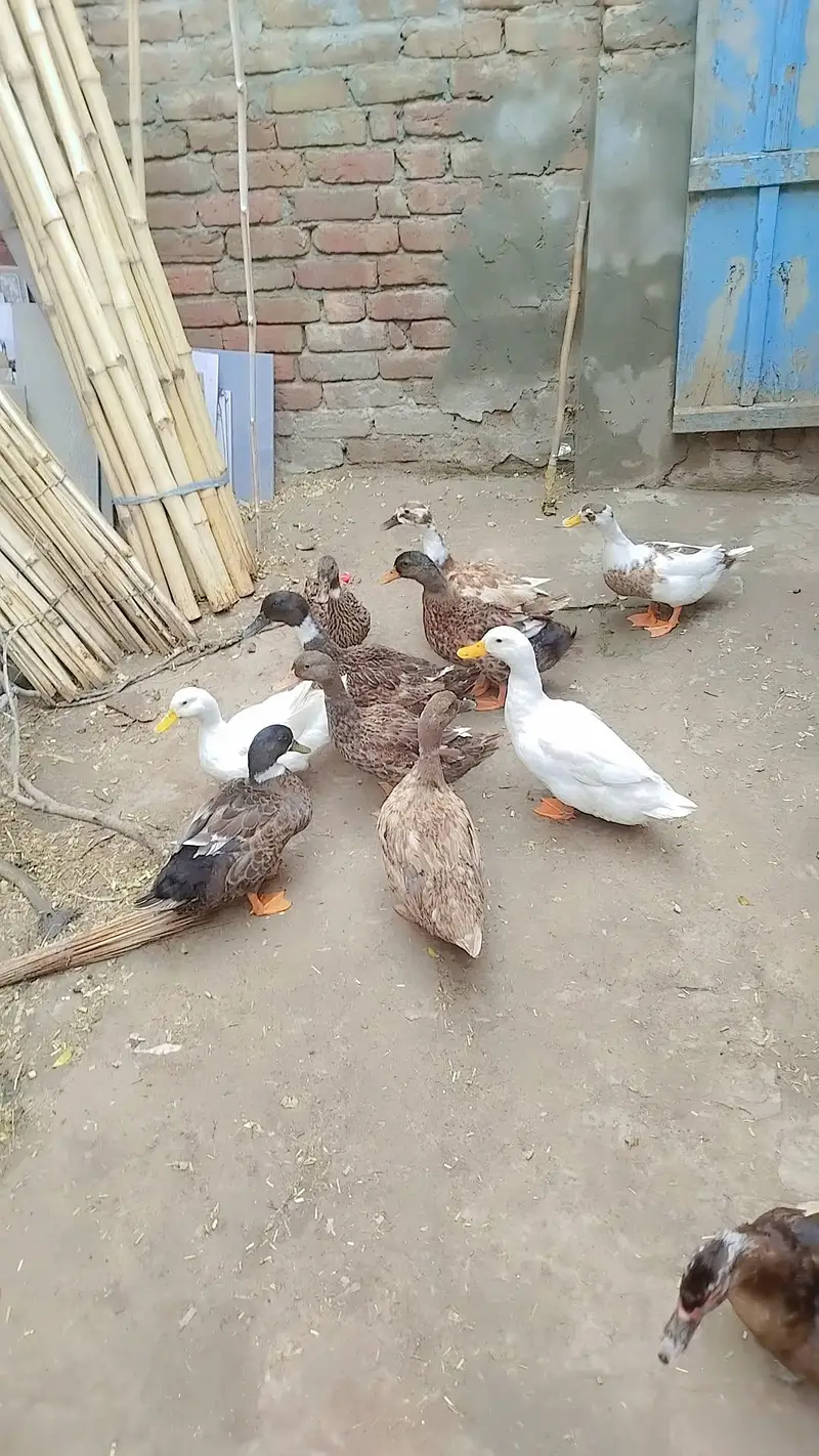 ducks for sale — photo 3
