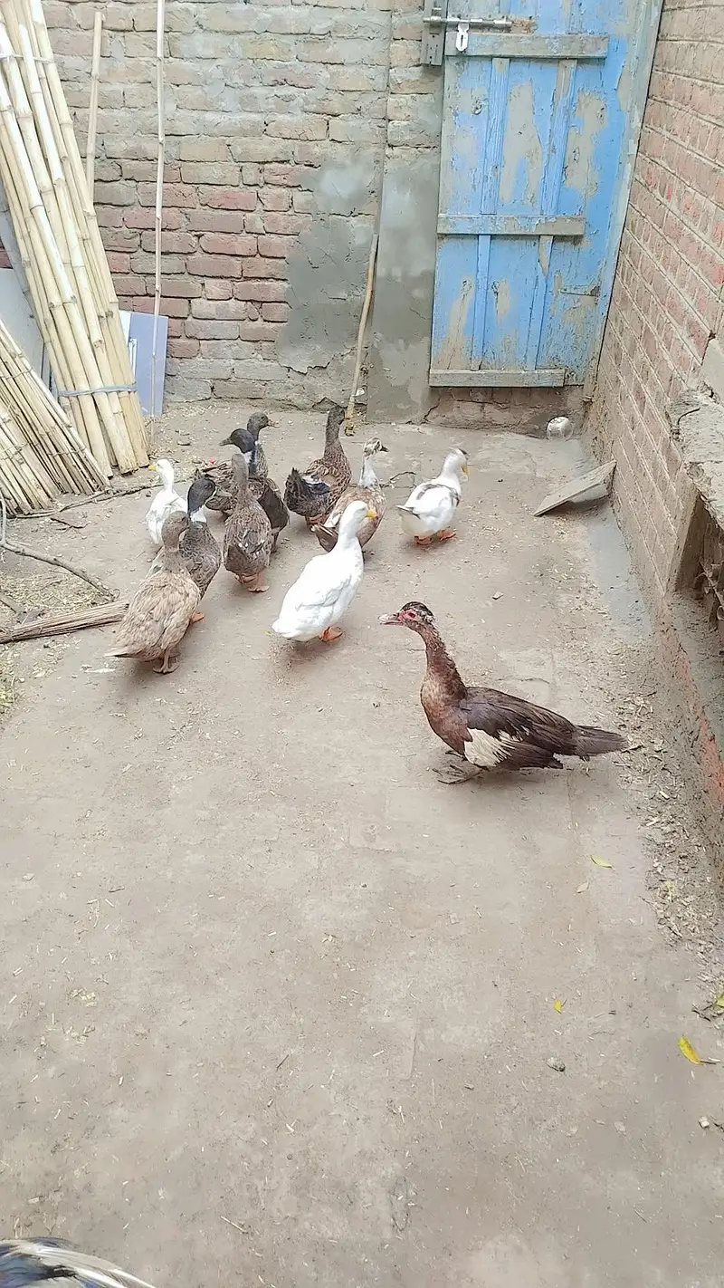ducks for sale — photo 4