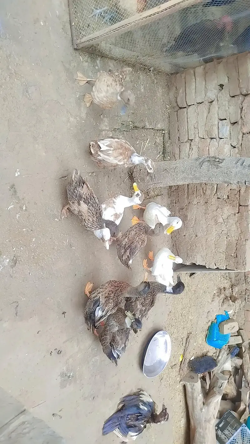ducks for sale — photo 5