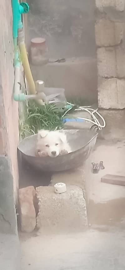 Russia pair puppy