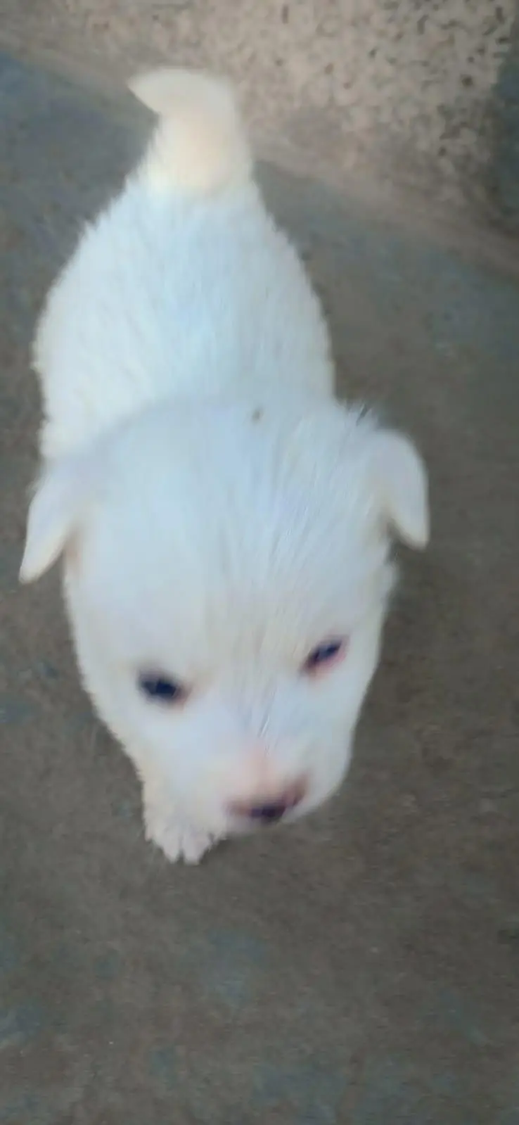 Russia pair puppy — photo 2