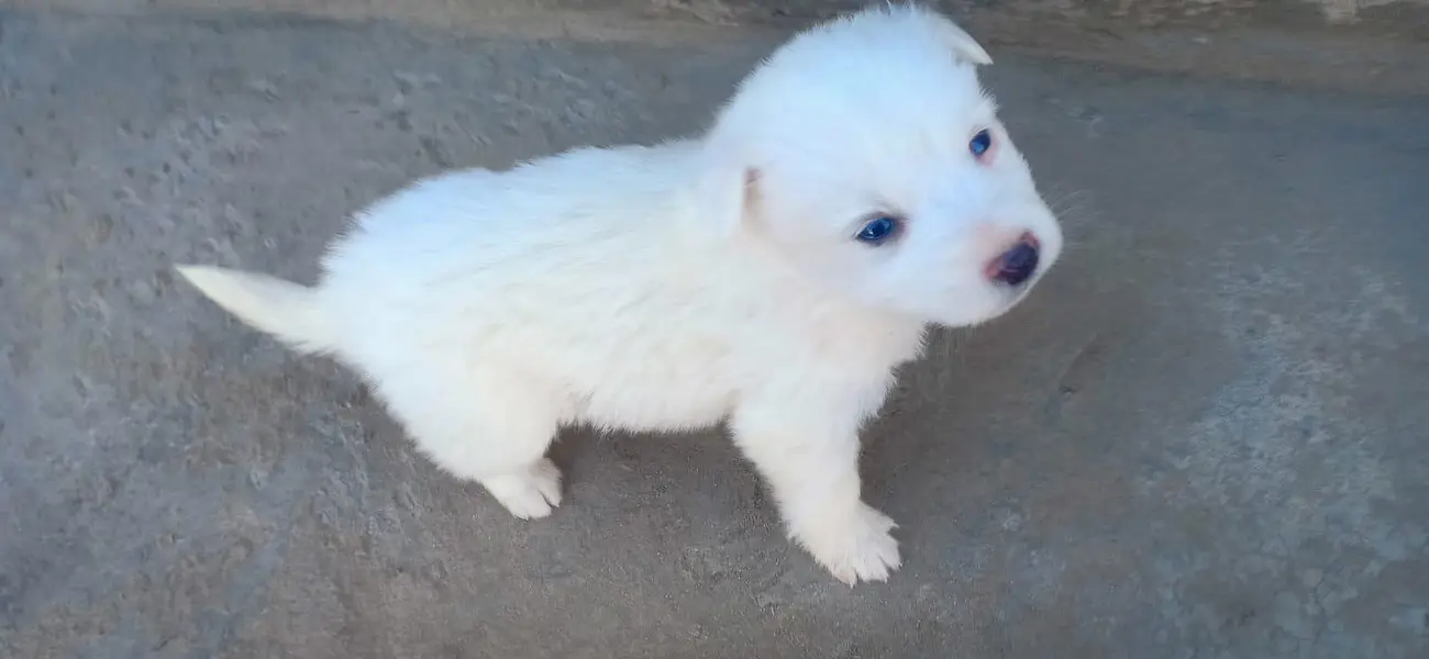 Russia pair puppy — photo 3