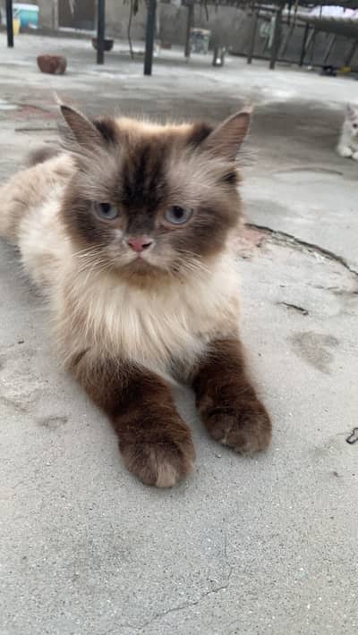 Female cat with her babies for adoption