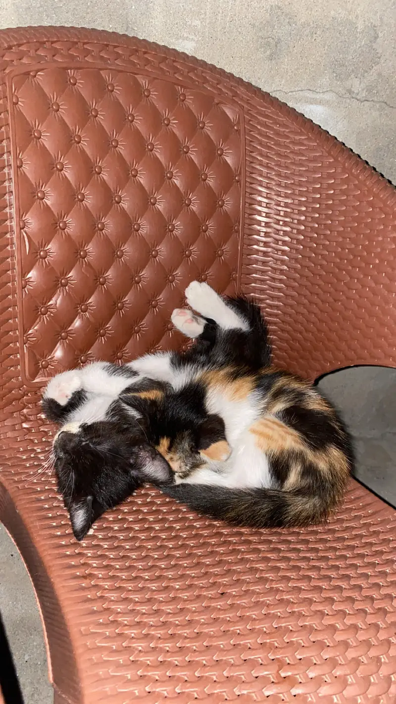 Female cat with her babies for adoption — photo 2