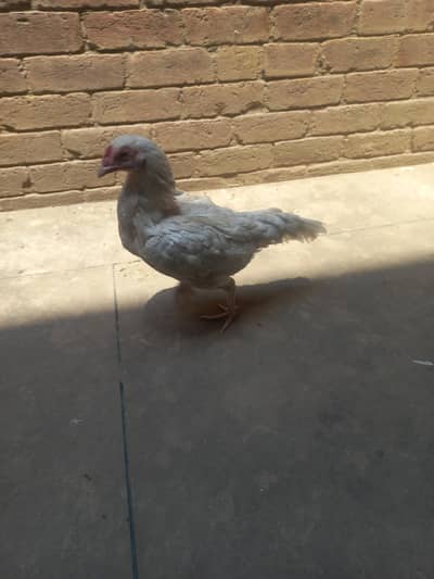 heera Aseel murgi