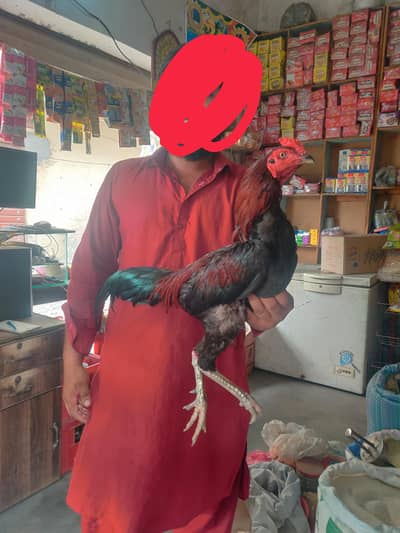 ولایتی مرغا فل گیمر