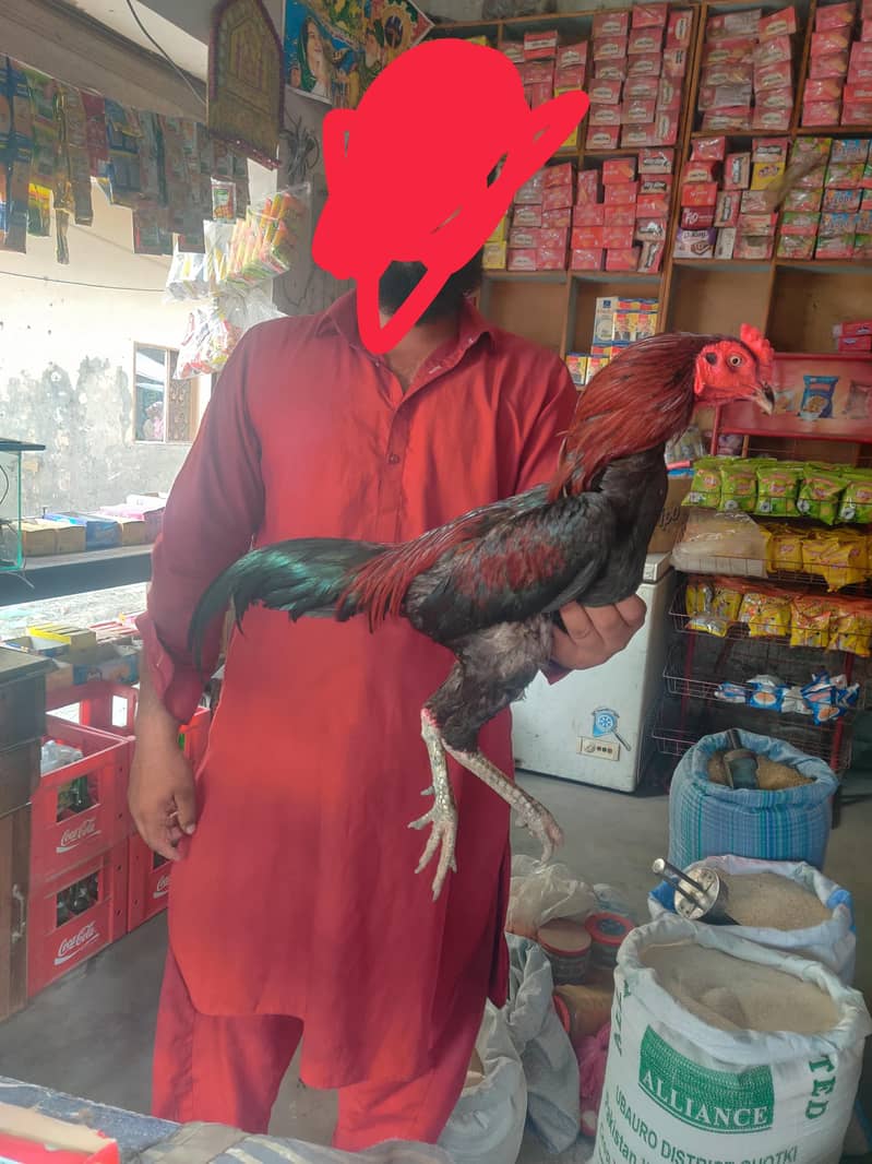 ولایتی مرغا فل گیمر 1