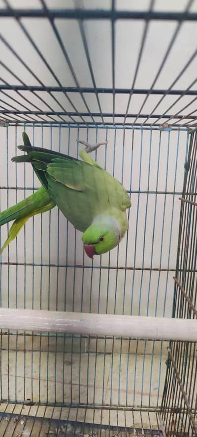 green ringneck