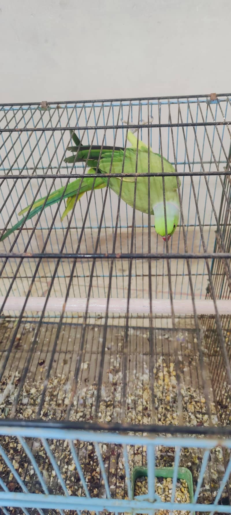 green ringneck 1