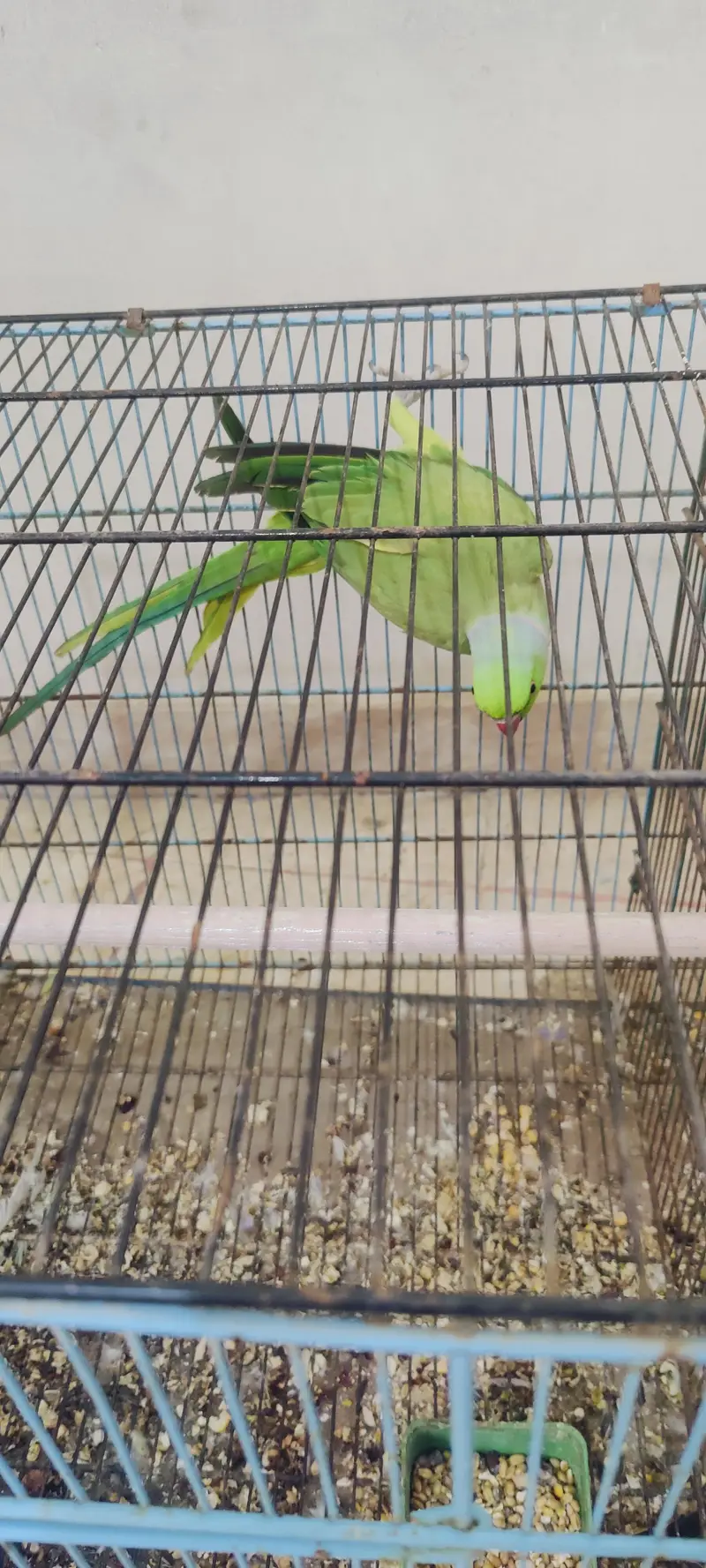 green ringneck — photo 2