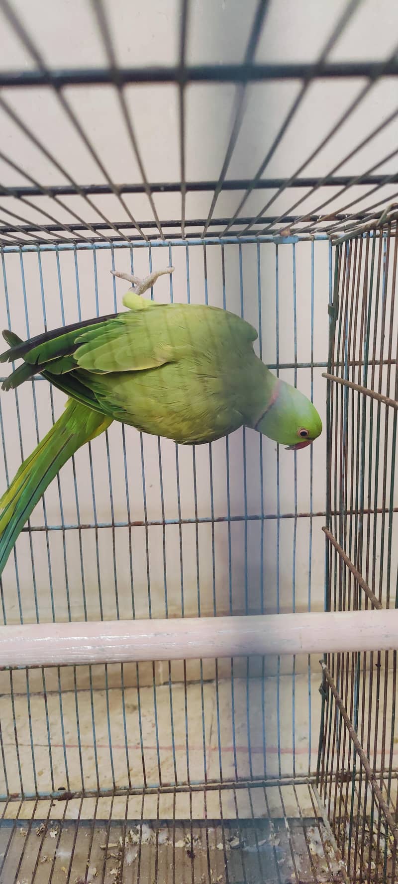 green ringneck 2