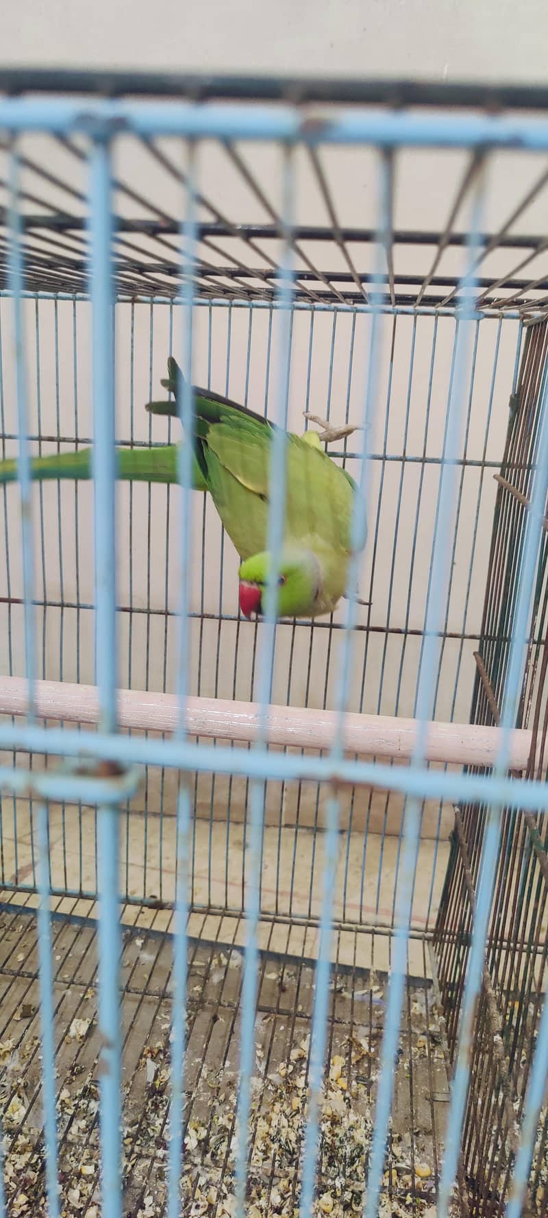 green ringneck 3