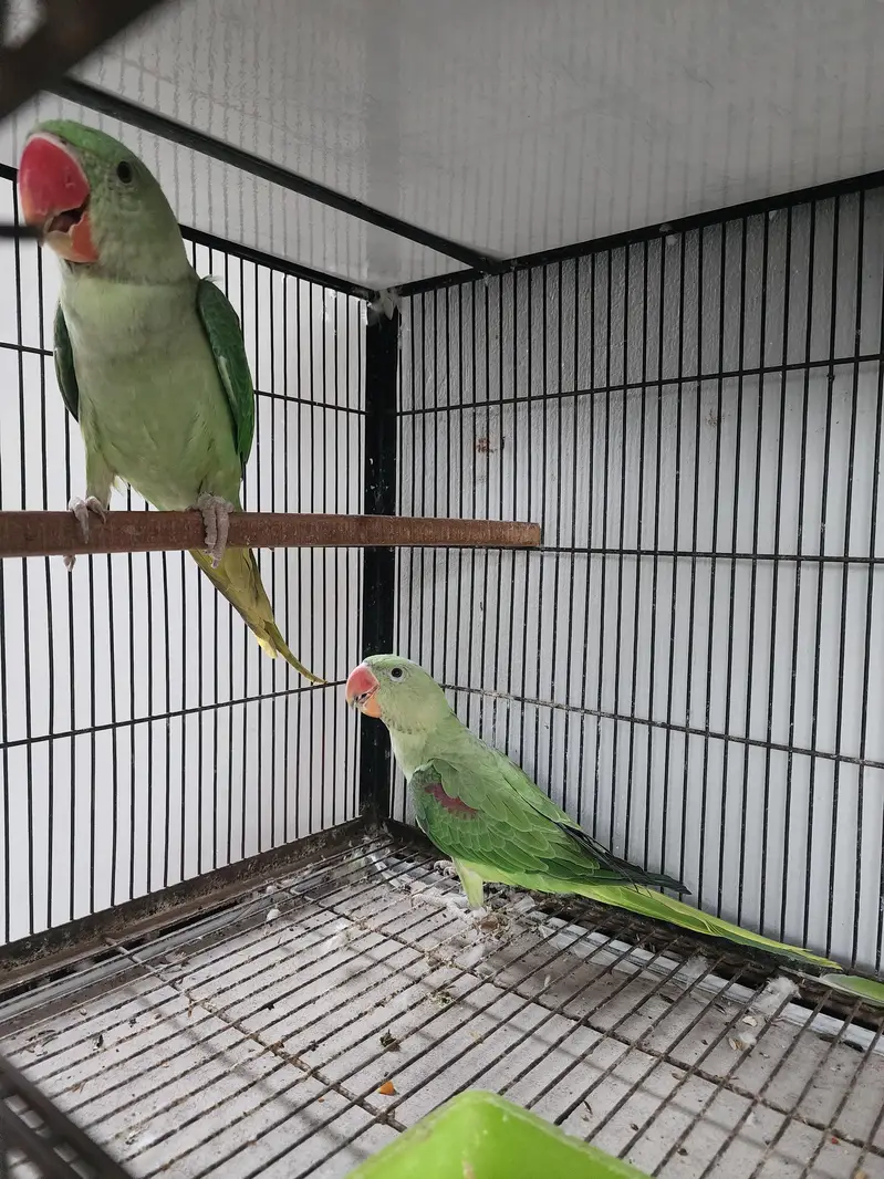 Raw pair bit ni krta — photo 6